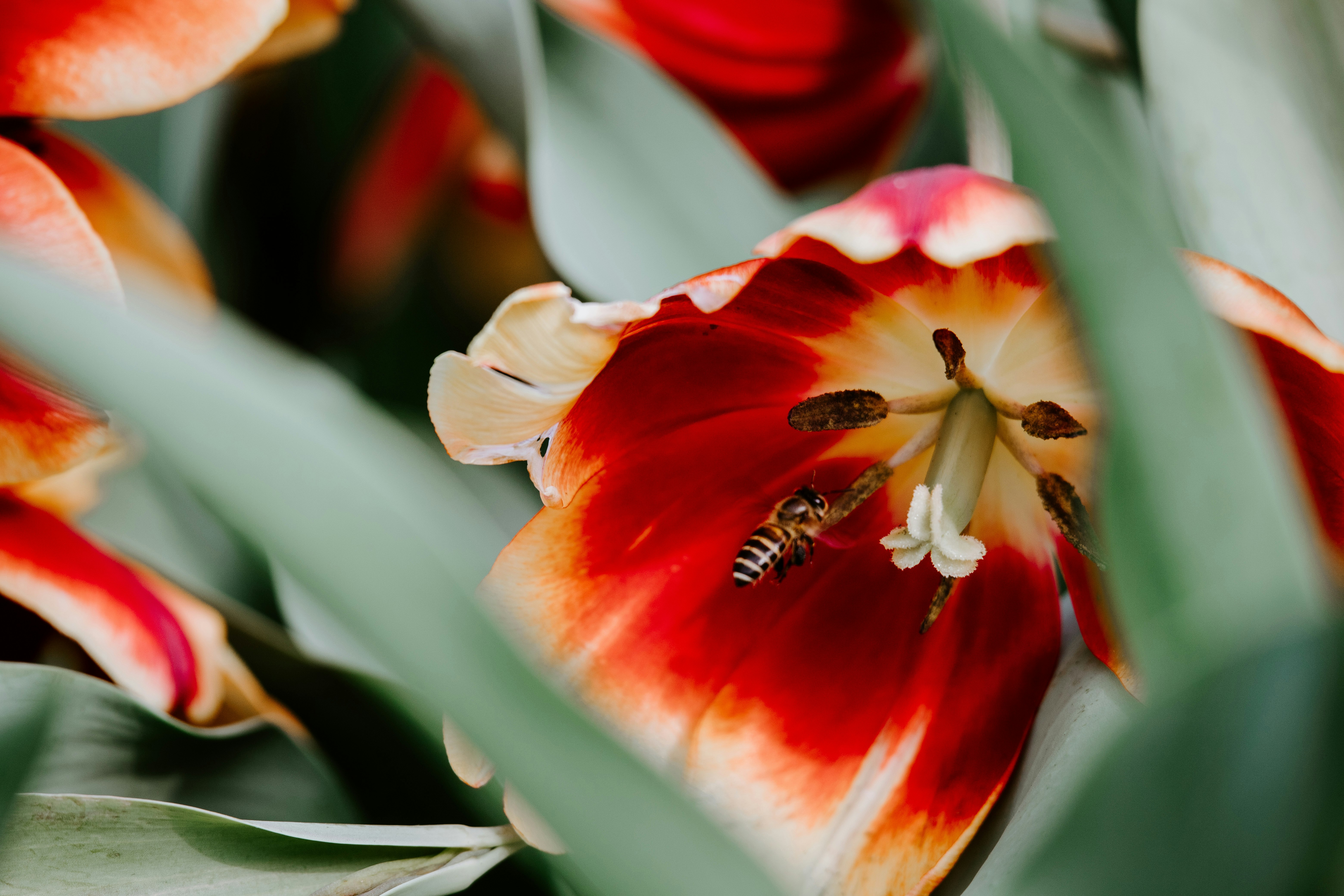 red petaled flower